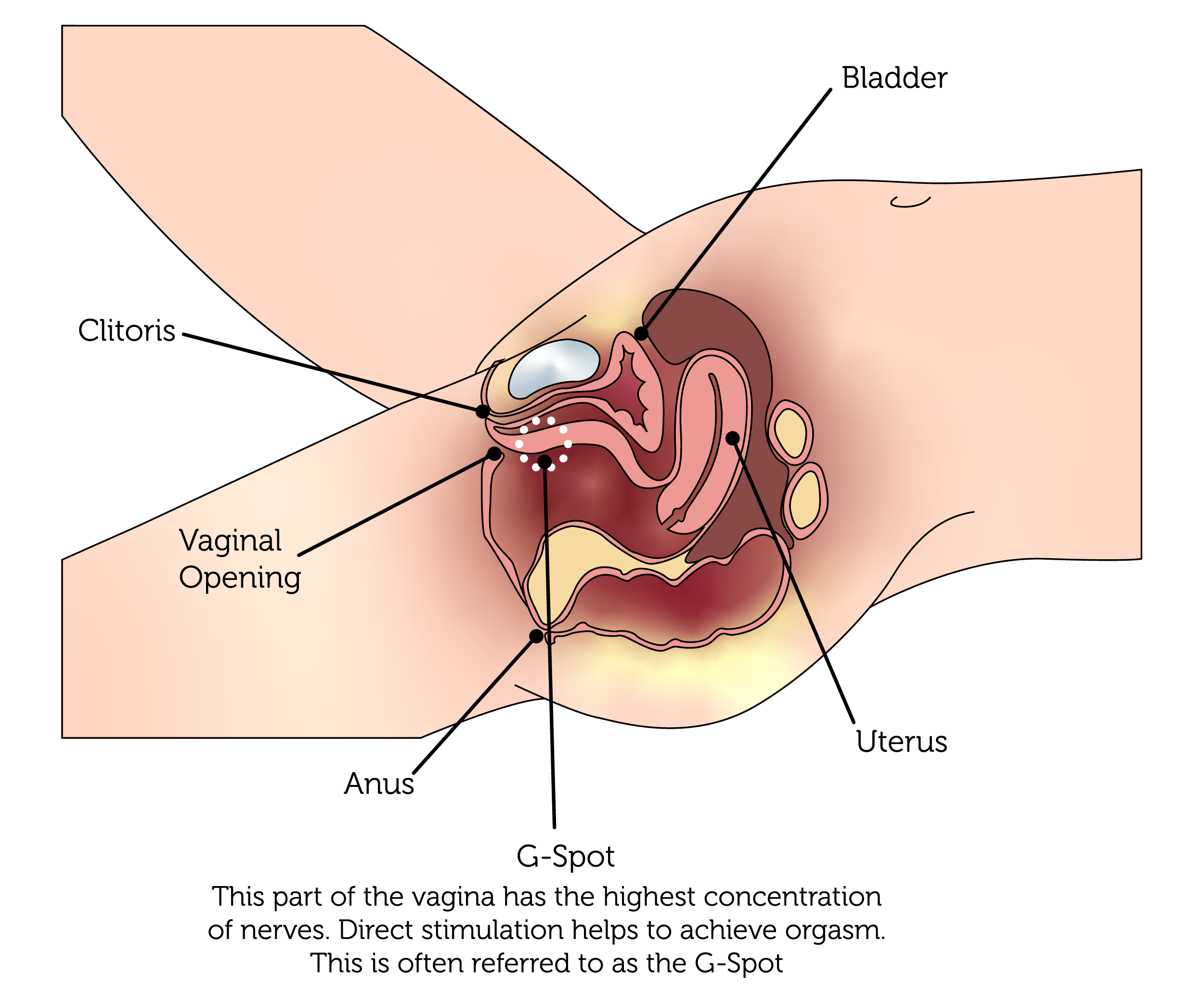 How Does An Orgasm Work