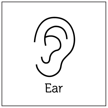 Ear